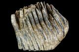 Fossil Palaeoloxodon Molar - Hungary #111822-3